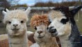 /album/gallery/alpacas111-1-jpg1/
